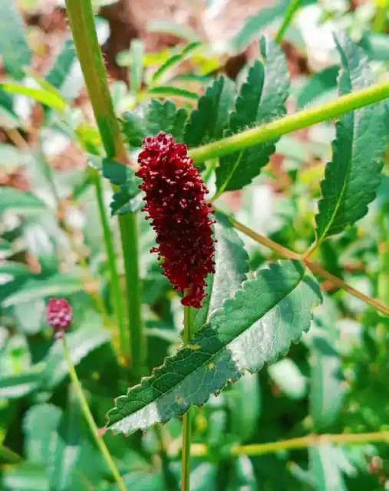 地榆种子东北山野菜根种子中草药种子盆栽庭院花卉
