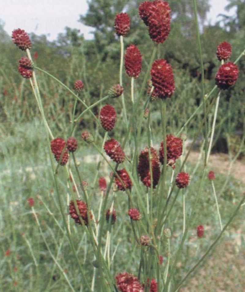 地榆种子东北山野菜根种子中草药种子盆栽庭院花卉