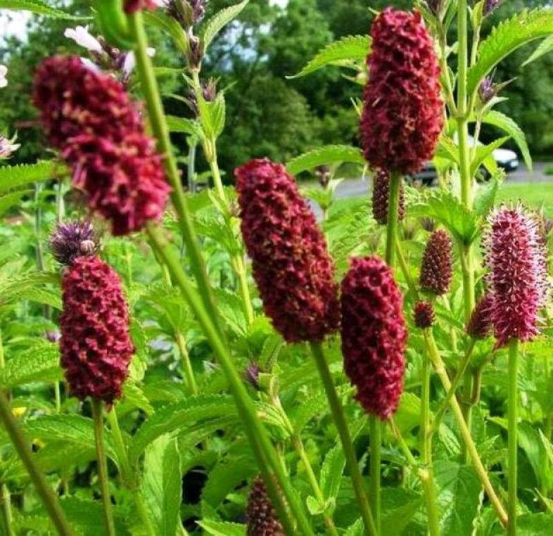 地榆种子东北山野菜根种子中草药种子盆栽庭院花卉