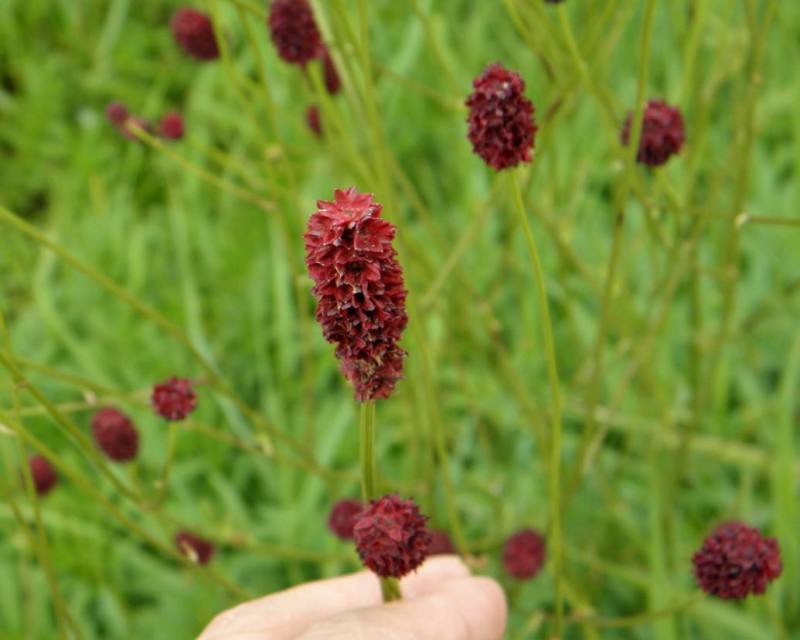 地榆种子东北山野菜根种子中草药种子盆栽庭院花卉