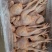 麻黄鸡三黄鸡白皮黄皮白条鸡8.2元斤实力源头