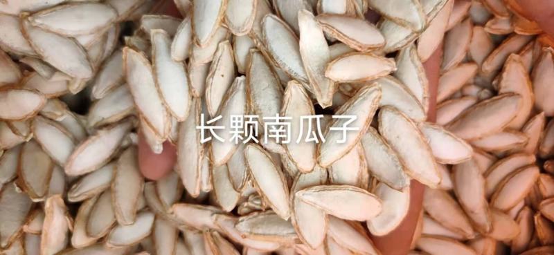 南瓜子