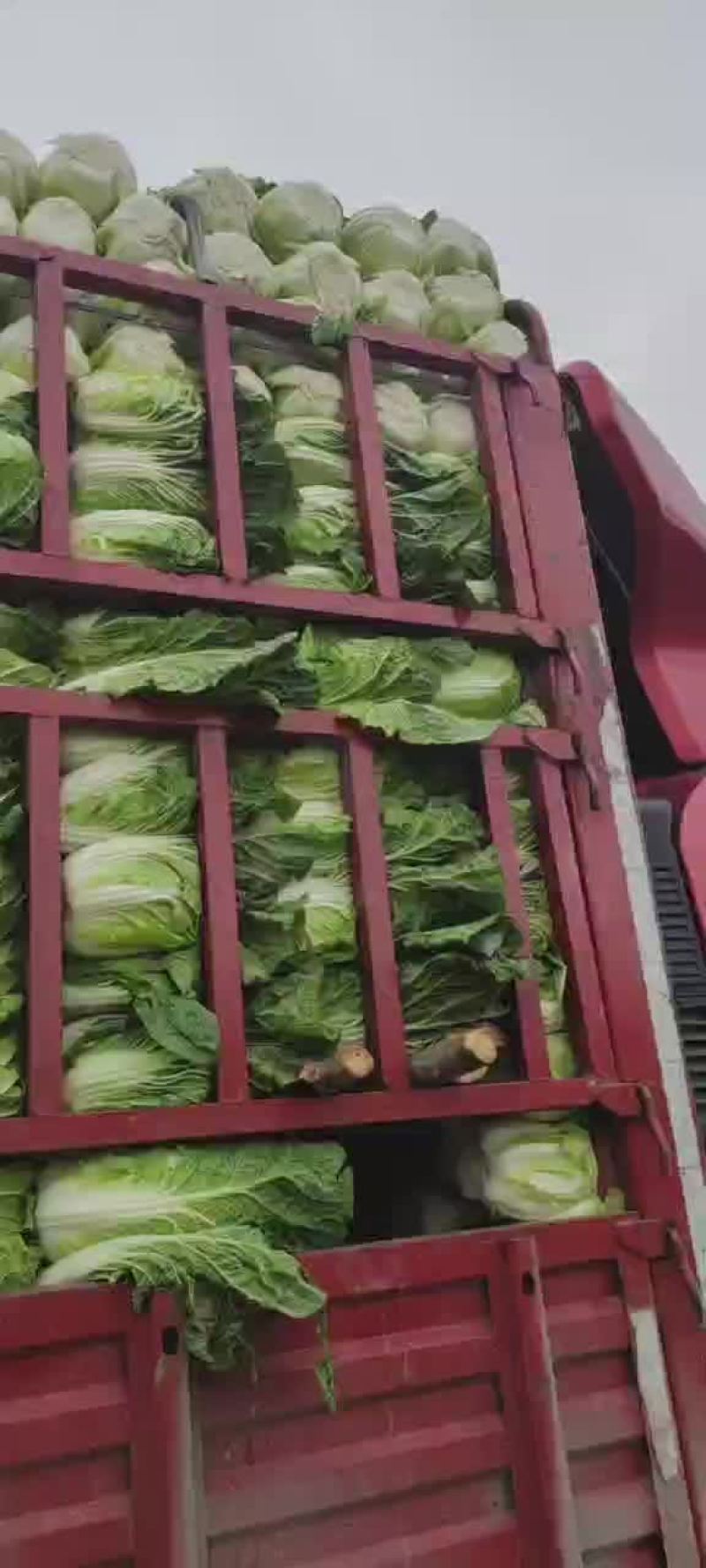 甘肃临洮黄心大白菜，白心大白菜，真真的白菜价，欢迎采购