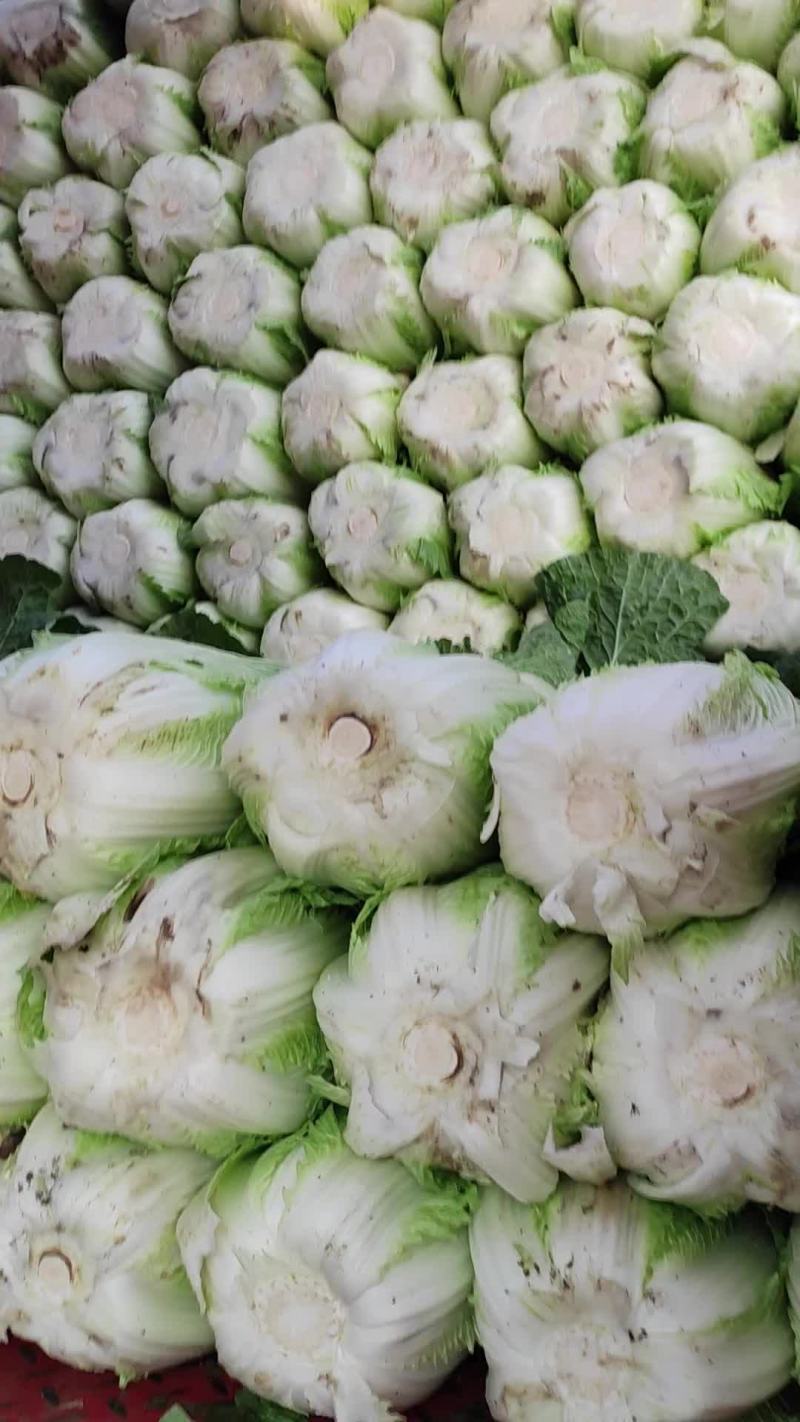 甘肃临洮黄心大白菜，白心大白菜，真真的白菜价，欢迎采购