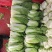 甘肃临洮黄心大白菜，白心大白菜，真真的白菜价，欢迎采购