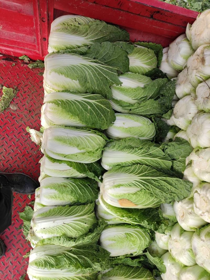 甘肃临洮黄心大白菜，白心大白菜，真真的白菜价，欢迎采购