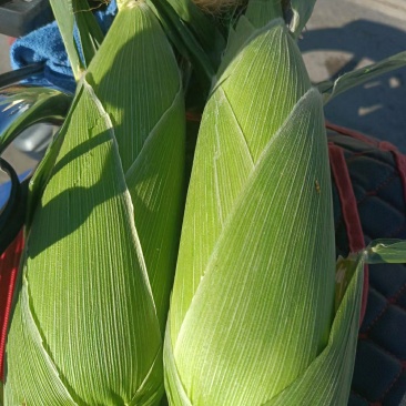 玉米(太阳花甜脆型)