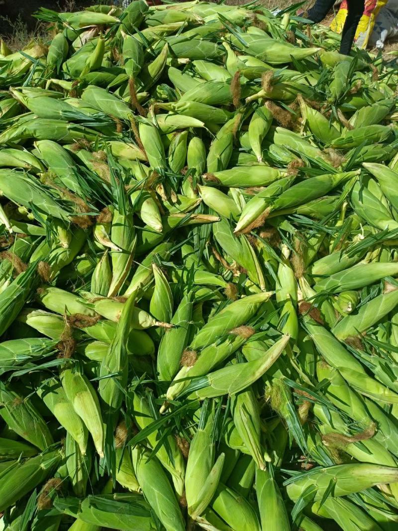 玉米(太阳花甜脆型)
