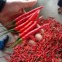 小米椒