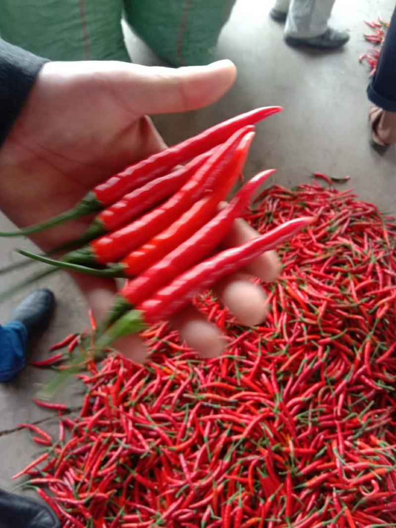 小米椒