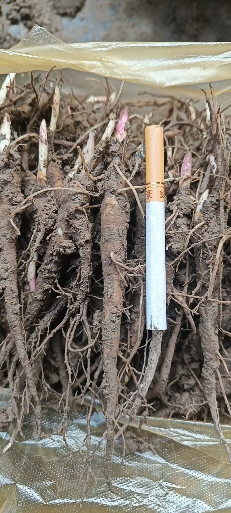 赤芍苗基地直销一手货源