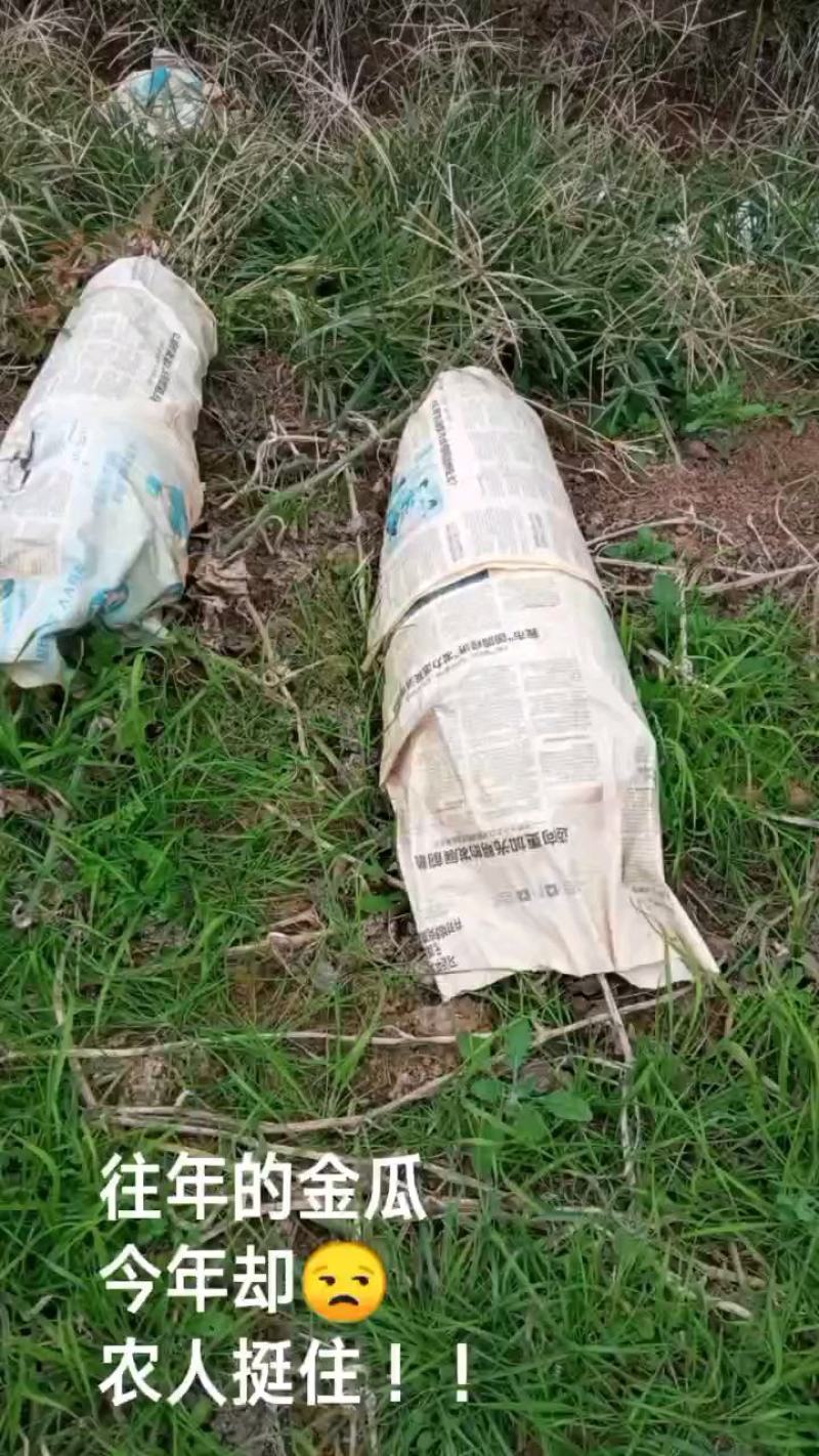 梓潼黑皮冬瓜N百万斤自有基地