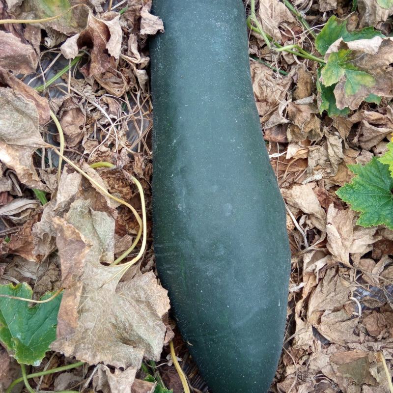 梓潼黑皮冬瓜N百万斤自有基地