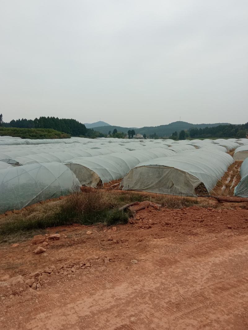 梓潼黑皮冬瓜N百万斤自有基地