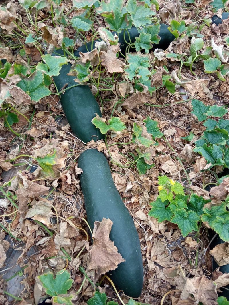 梓潼黑皮冬瓜N百万斤自有基地
