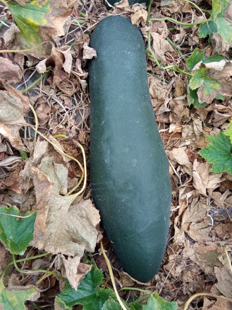 梓潼黑皮冬瓜N百万斤自有基地