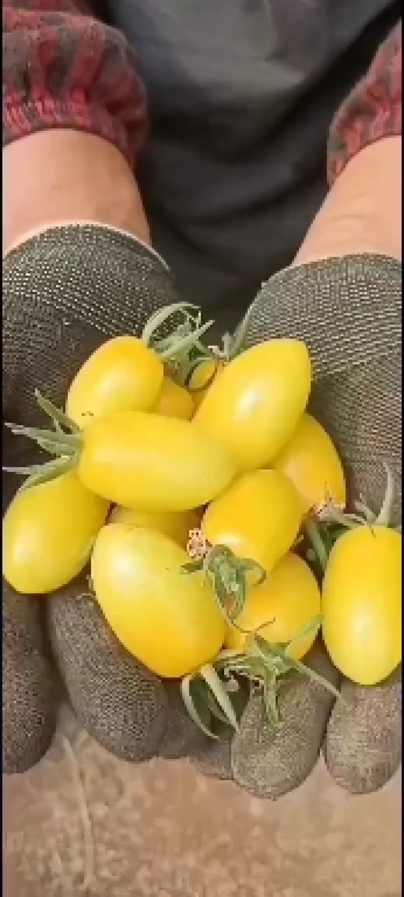 贝贝圣女果