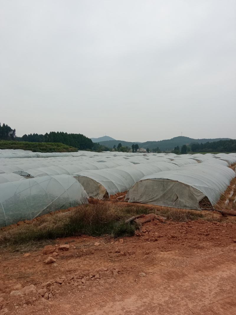 四川黑皮冬瓜，自有N百万斤