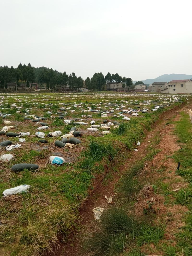 四川黑皮冬瓜，自有N百万斤