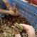 化橘红化州橘红陈年化橘红切片正毛橘红片