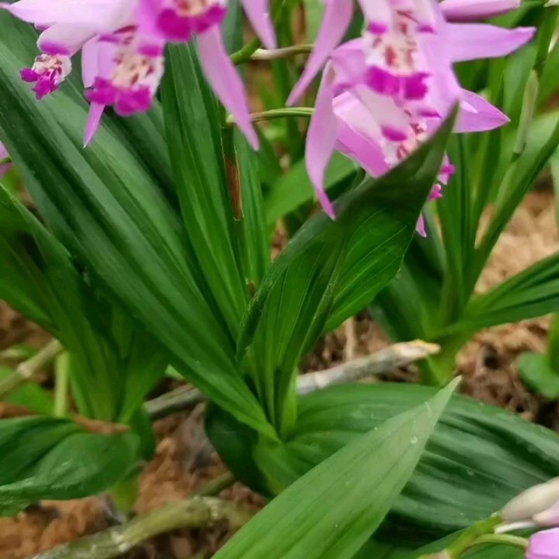 白芨种苗基地直供可视频看货量大从优