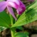 白芨种苗基地直供可视频看货量大从优