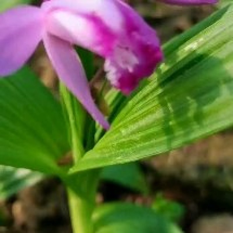 白芨种苗基地直供可视频看货量大从优