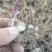 白芨种苗基地直供可视频看货量大从优