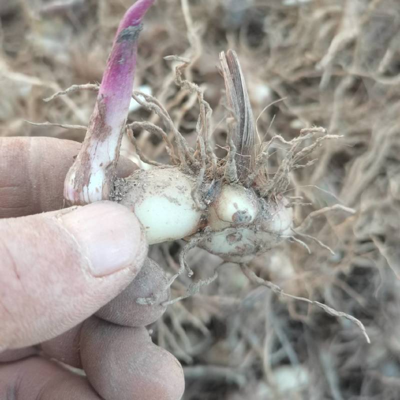 白芨种苗基地直供可视频看货量大从优
