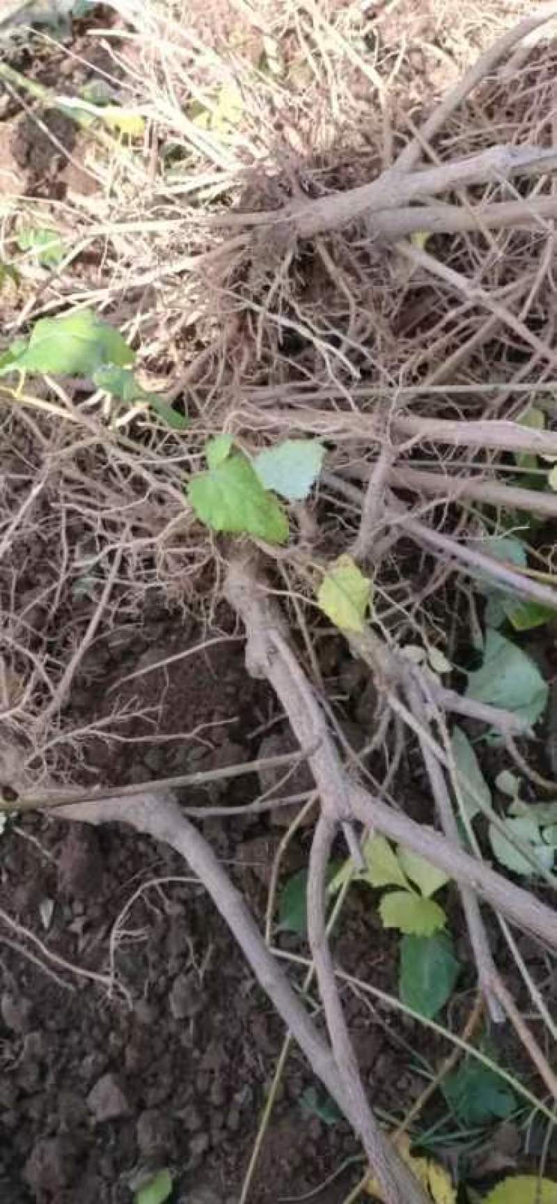 山西绛县优质药用连翘苗基地#高产连翘苗3号#产地直销