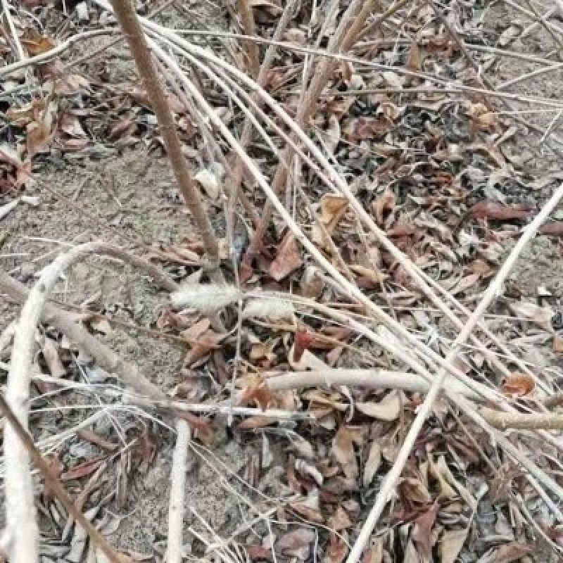 山西绛县优质药用连翘苗基地#高产连翘苗3号#产地直销