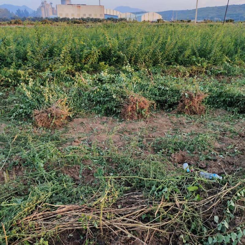 山西绛县优质药用连翘苗基地#高产连翘苗3号#产地直销