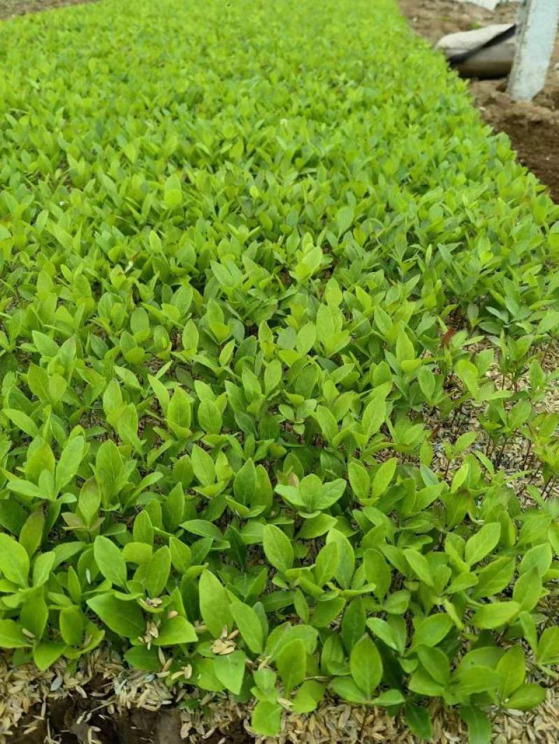 纯正野生大叶白花白鲜皮苗