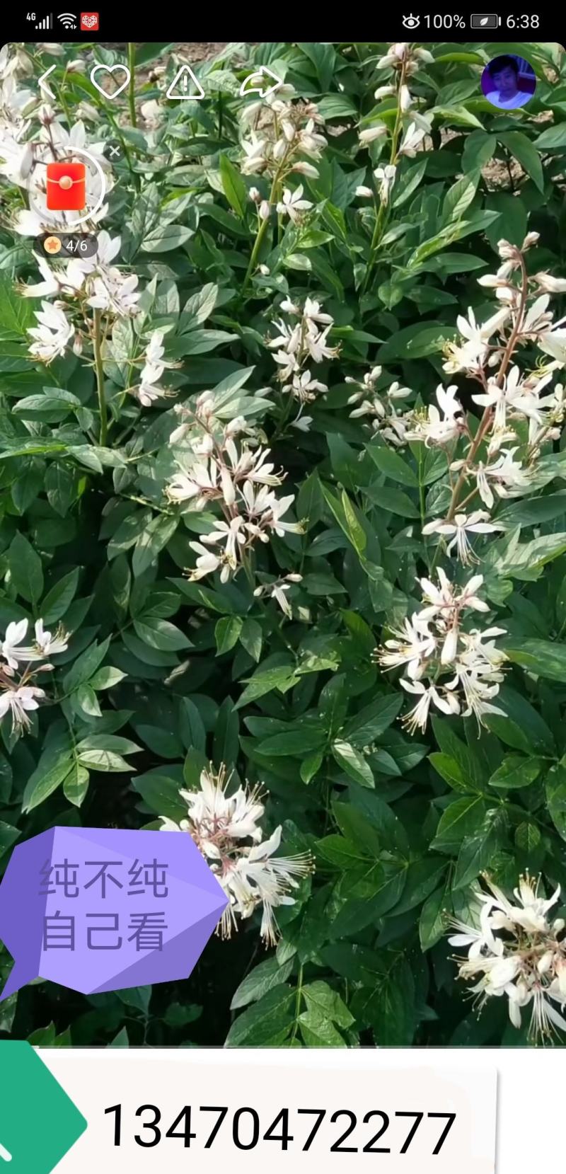 纯正野生大叶白花白鲜皮苗