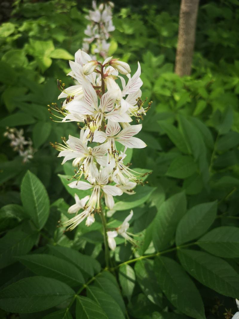 纯正野生大叶白花白鲜皮苗