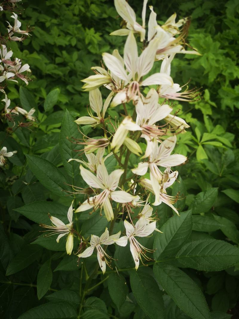 纯正野生大叶白花白鲜皮苗