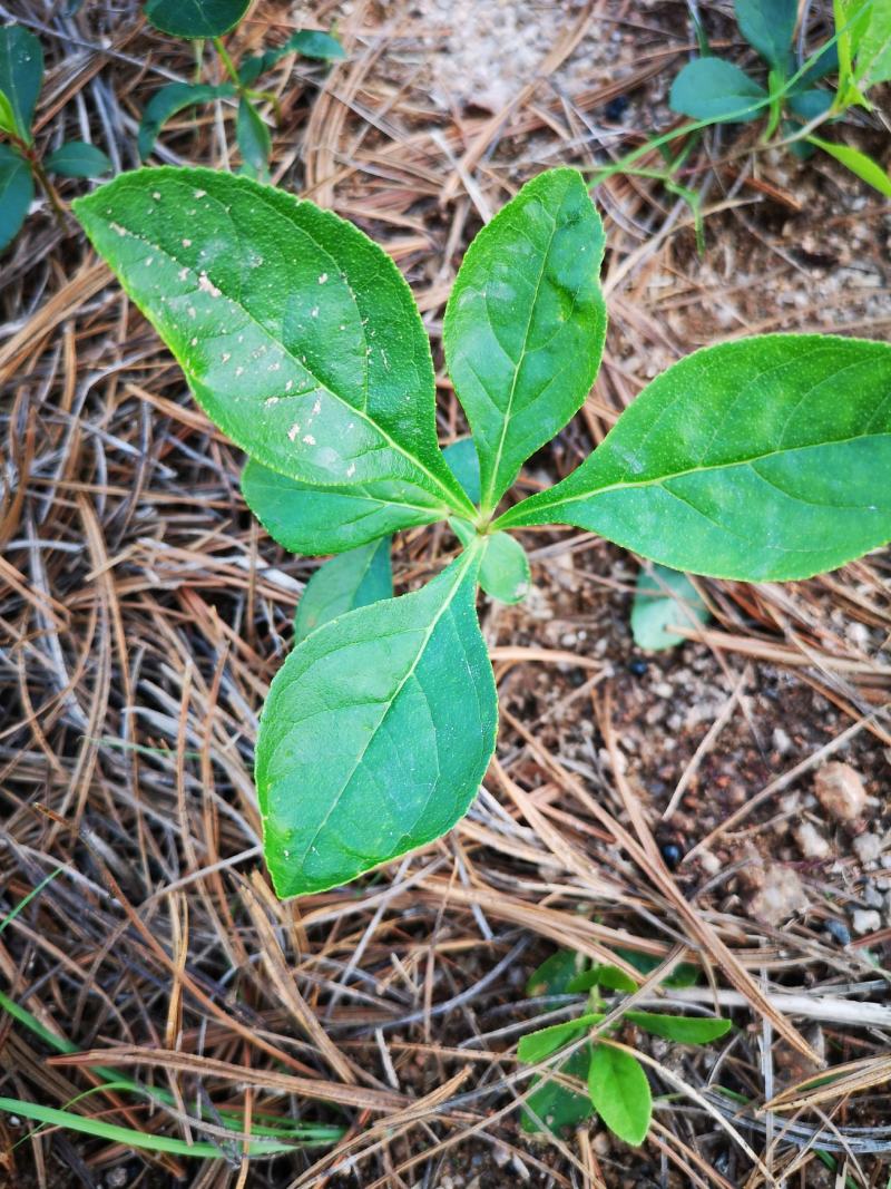 纯正野生大叶白花白鲜皮苗