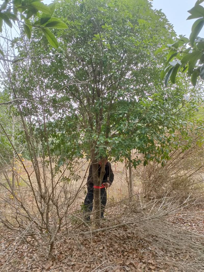 桂花树美丽乡村杆直冠园分之点统一