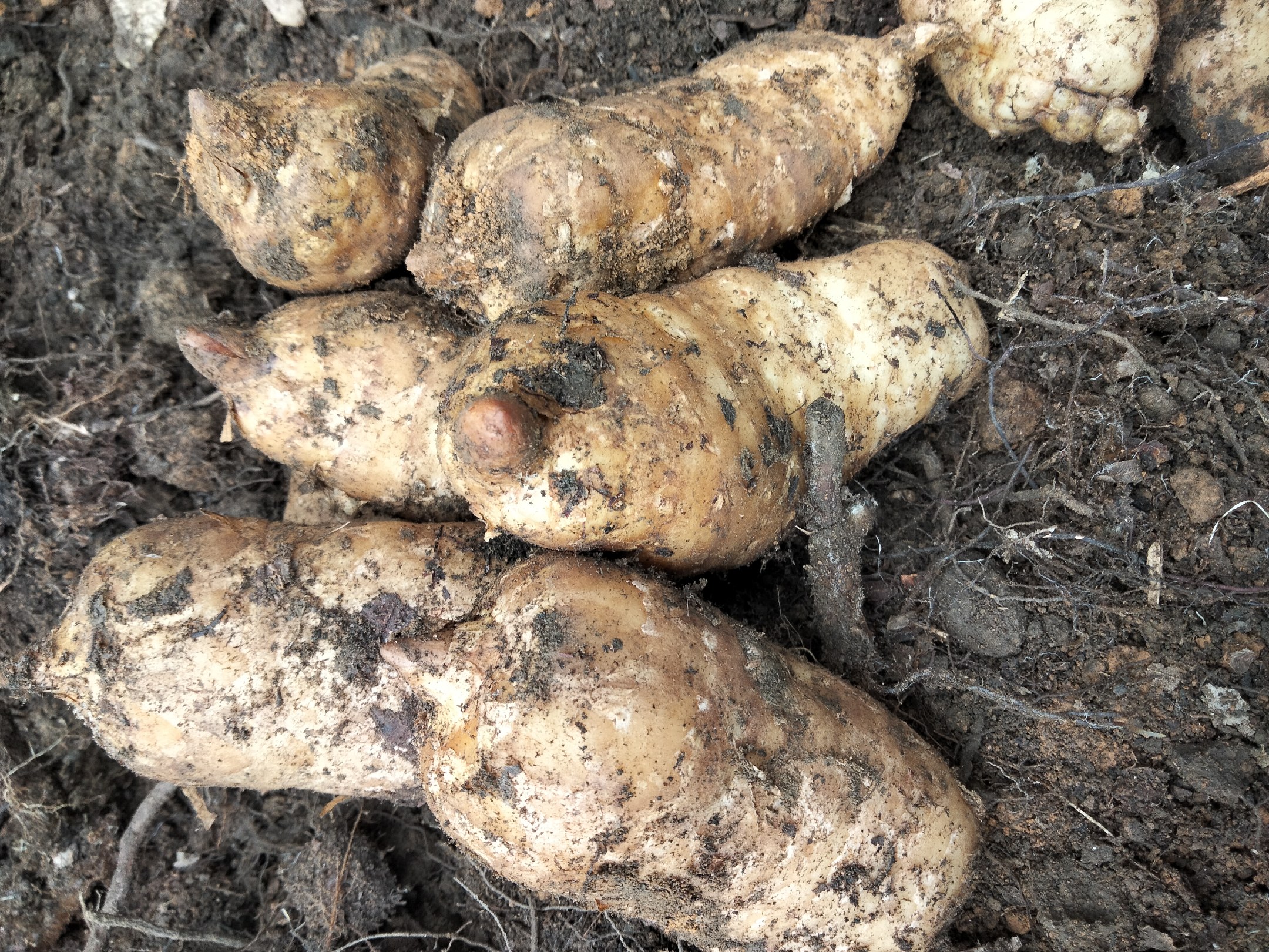 芝麻播种示意图