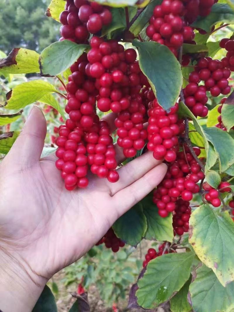 出售纯正红珍珠大串五味子种苗