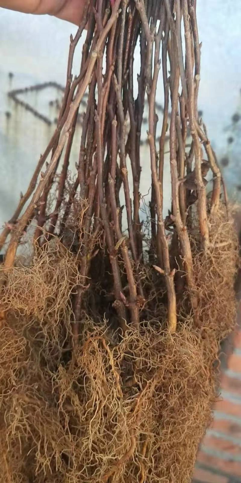 出售纯正红珍珠大串五味子种苗