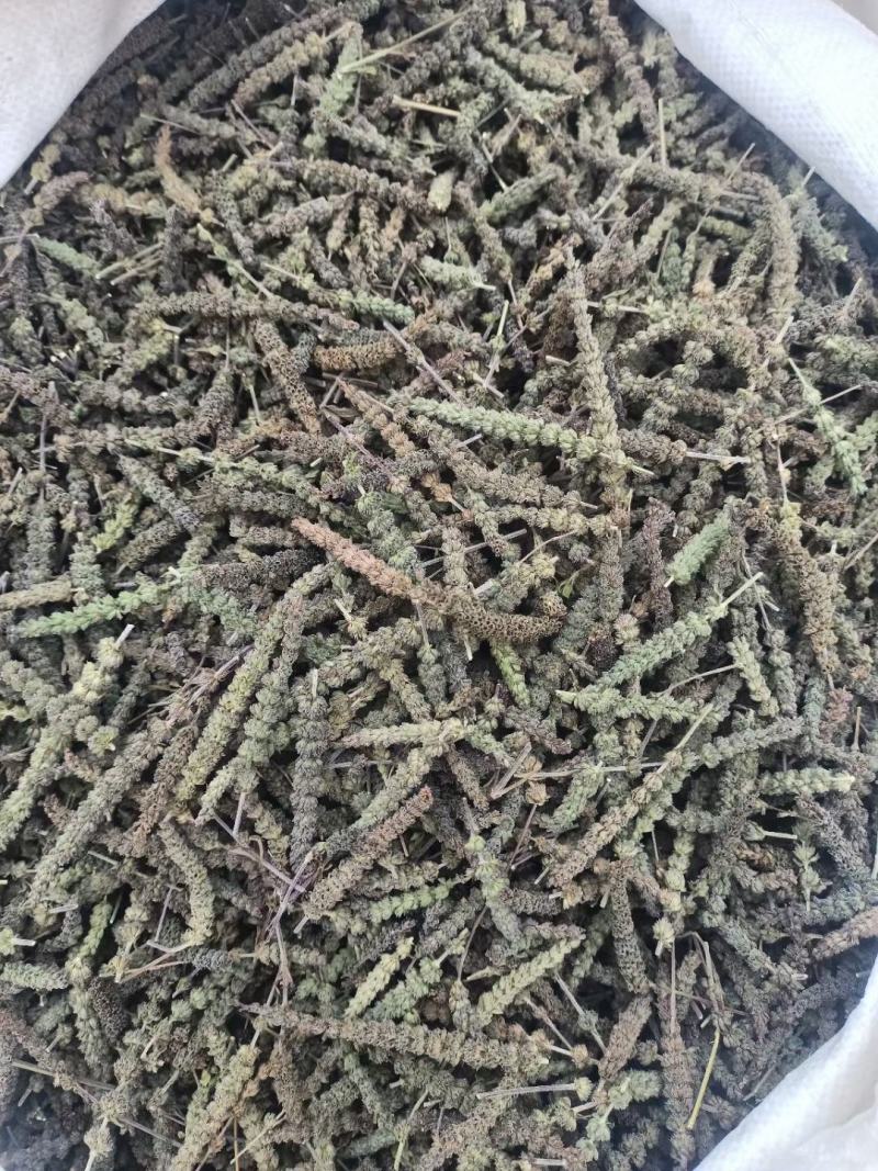 想卖中药材荆芥