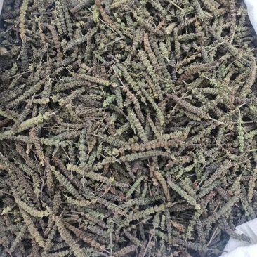 想卖中药材荆芥