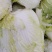 东北风味白菜