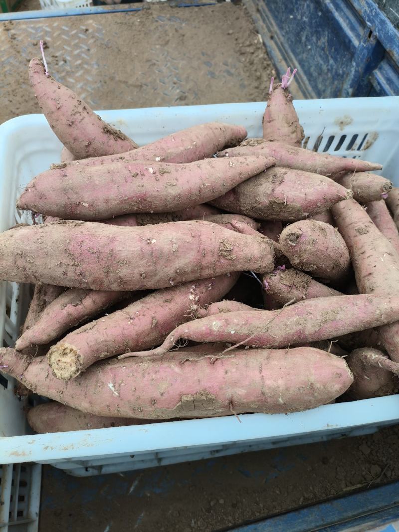 山西省运城市夏县一枝香红薯，秦薯五号，板栗红薯，干面甜
