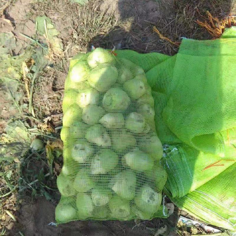 芥菜头，芥菜疙瘩1千亩己大量上市。