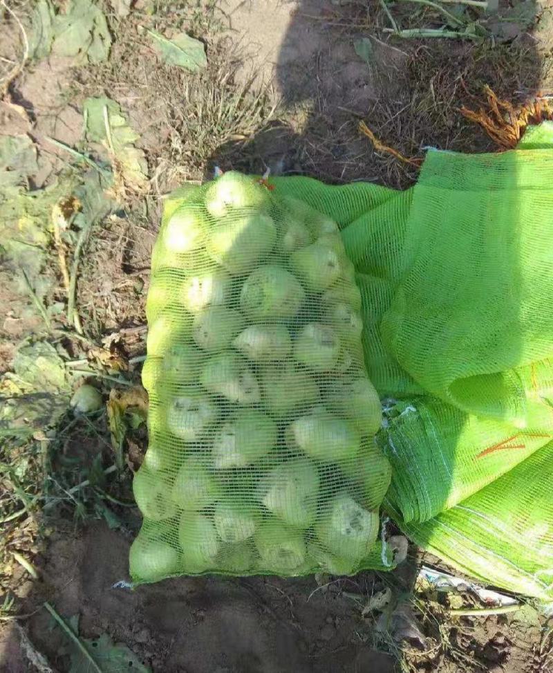 芥菜头，芥菜疙瘩1千亩己大量上市。