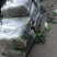 成都冬菜之菠菜大量上市了！！！！！！！