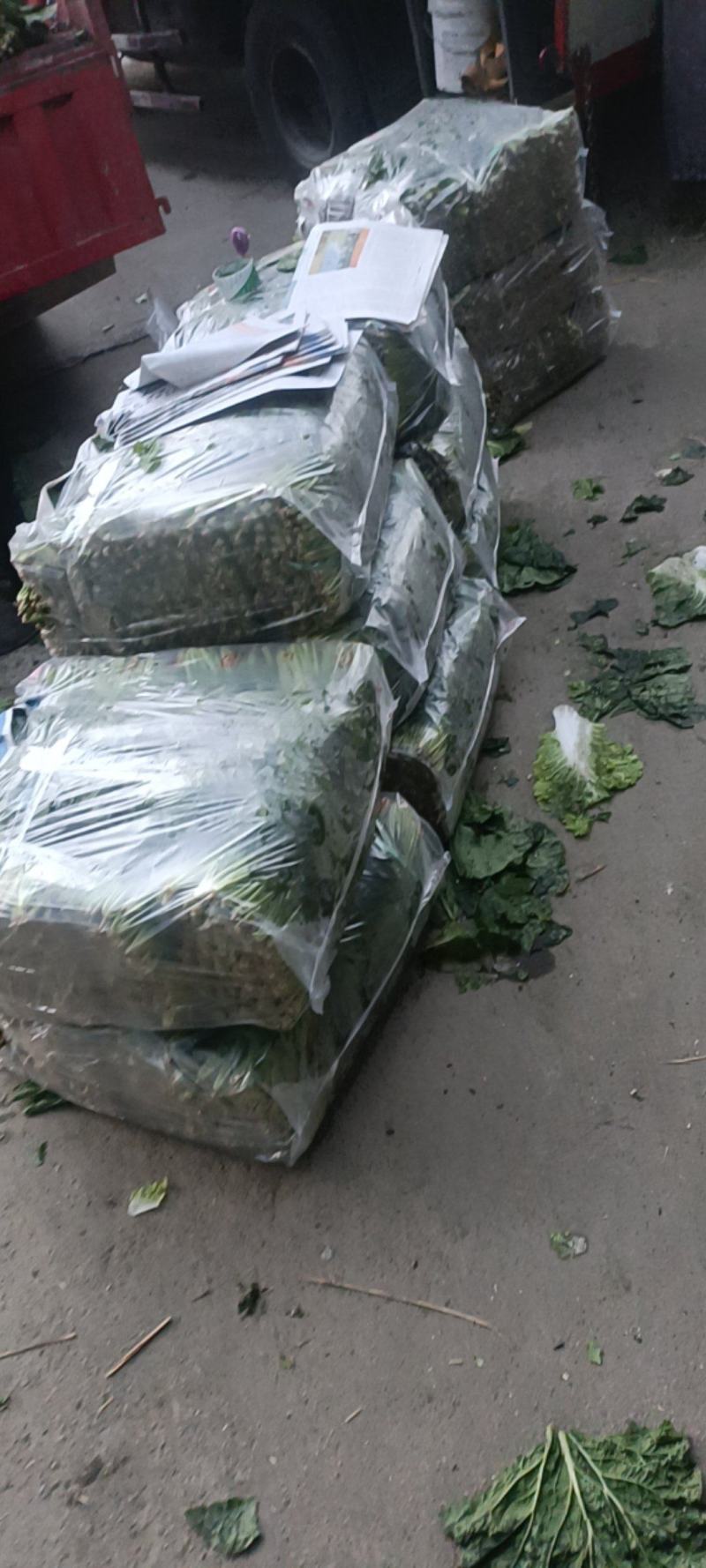 成都冬菜之菠菜大量上市了！！！！！！！