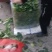 成都冬菜之菠菜大量上市了！！！！！！！